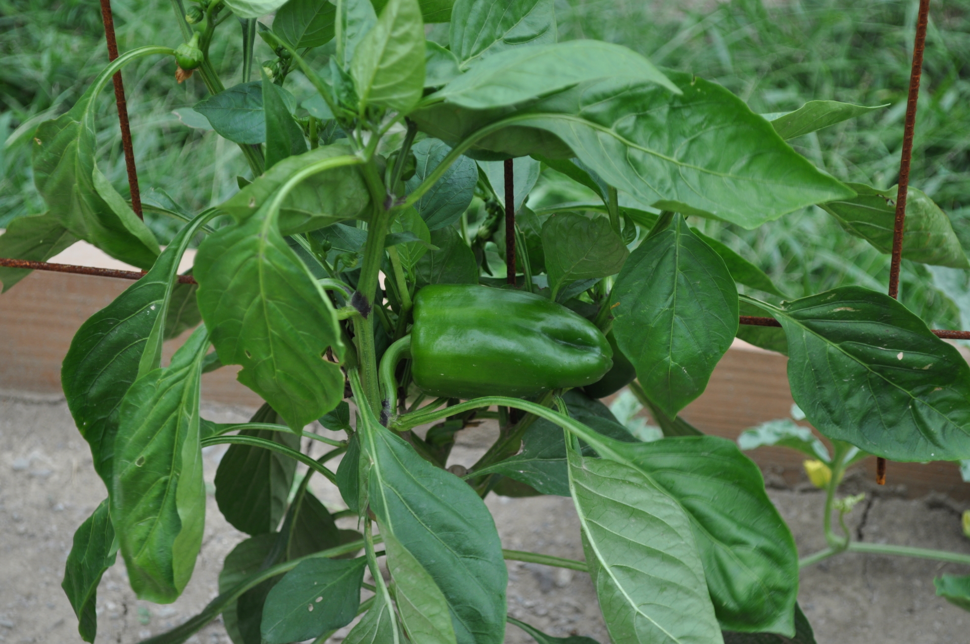 Peppers