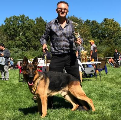 Arturs german store shepherds