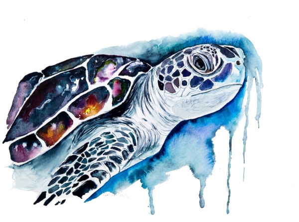 sea turtle, watercolor, prints