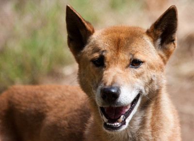 are pig ears better for a new guinea singing dog than rawhide ears