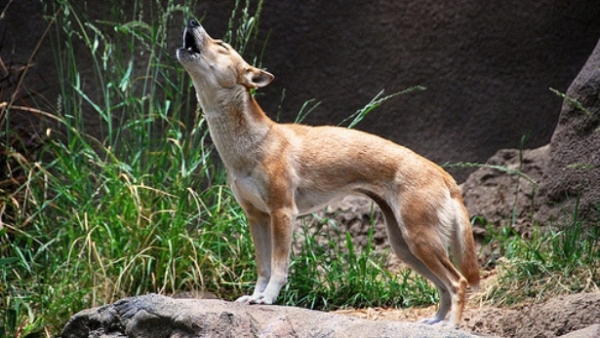 are pig ears better for a new guinea singing dog than rawhide ears