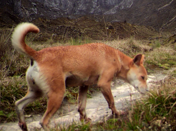 are there dogs in papua new guinea