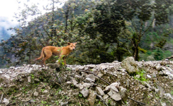 are there dogs in papua new guinea