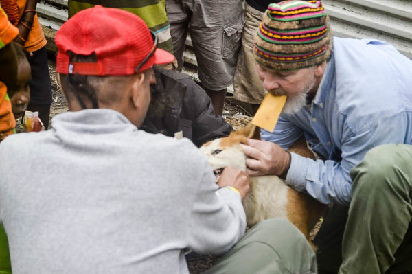 James "Mac" McIntyre, collecting buccal swabs from Village Dogs