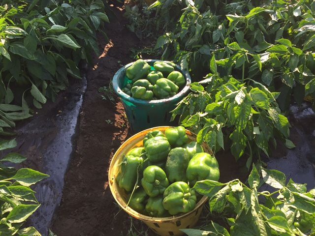 Shepherd & Bell Peppers