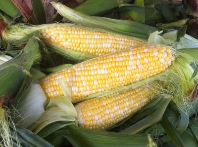 Sweet Corn