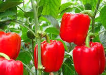 Red Peppers