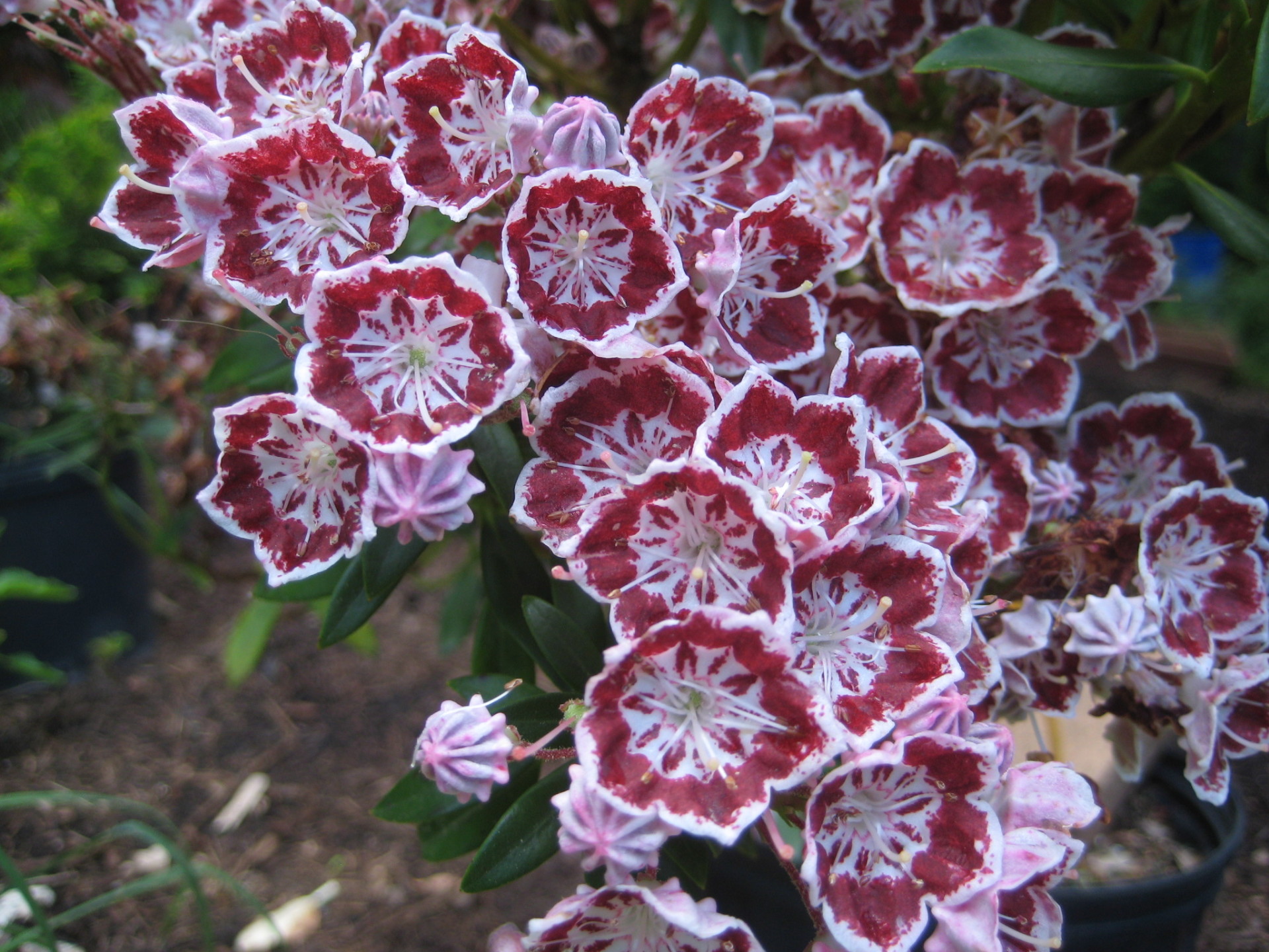 Minuet Mountain Laurel