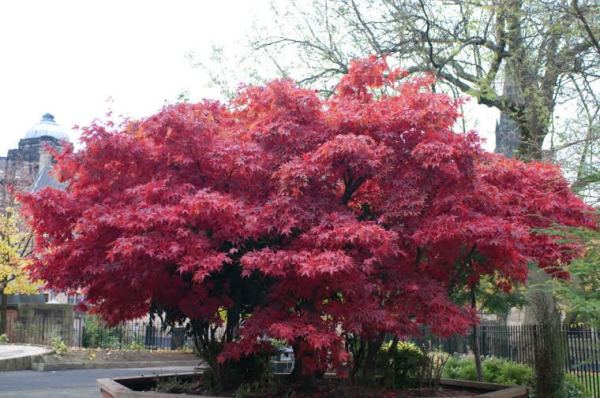 Upright Red Palmatum Cultivar