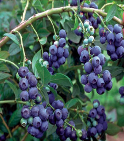 Bluberries Grow Well in Our Climate