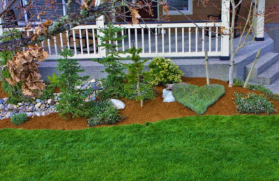 Bed clean-up with plant fertilizer, pruning and bark installation,landscape, landscaping. Olympia, Lacey, DuPont, 98513, 98327, Wa, WA, washington