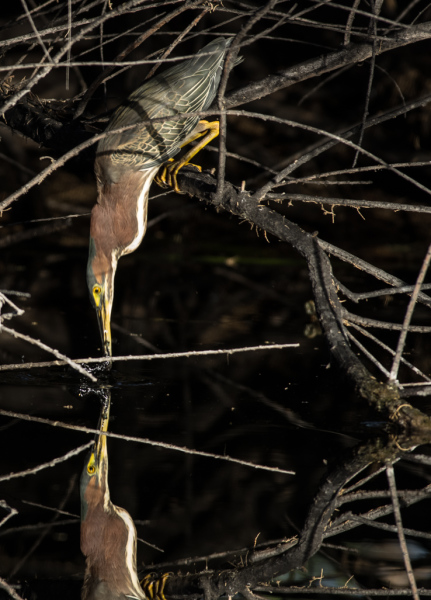 Green Heron