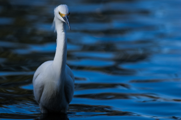 Snowy Egret