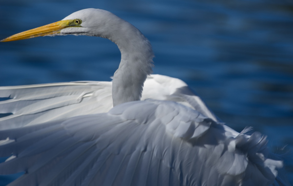 Great Egret