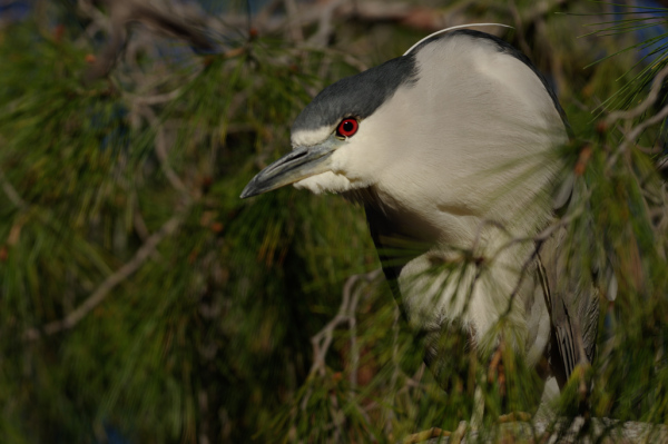 Black-Crowned Night-Heron