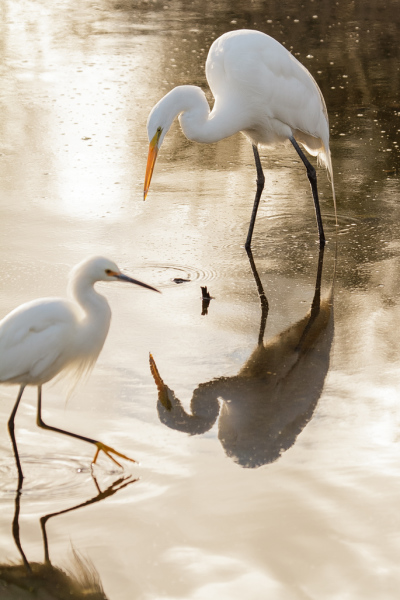 Snowy and Great Egrets