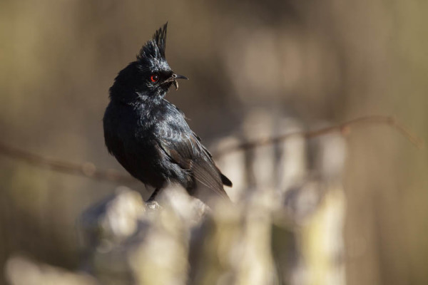 Phainopepla with distorted beak