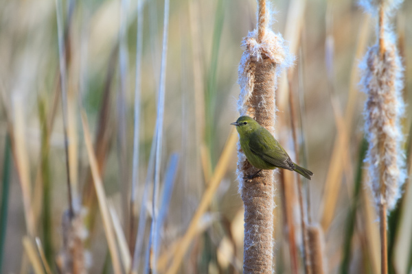 Orange-crowned Warbler