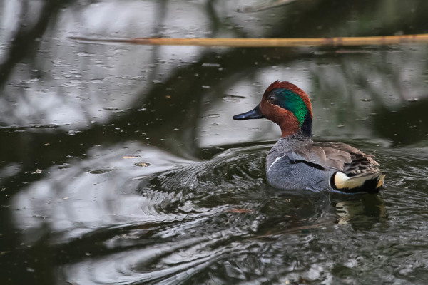 Green-winged Teal