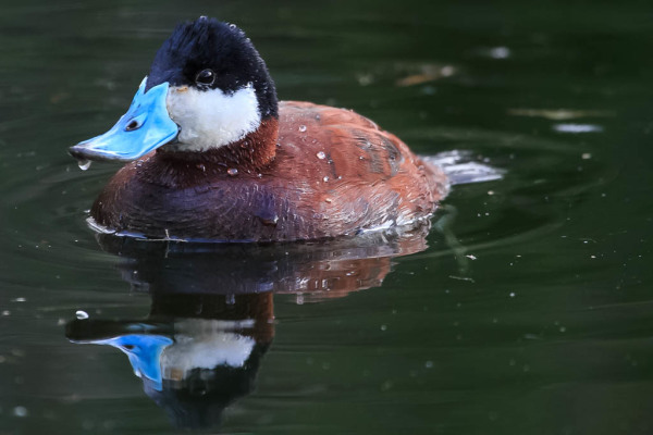 Ruddy Duck