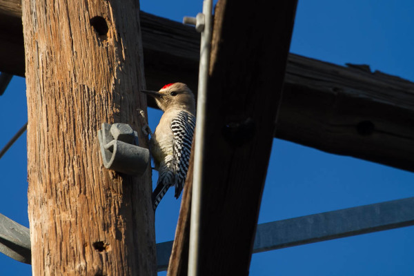 Ladder-backed Woodpecker