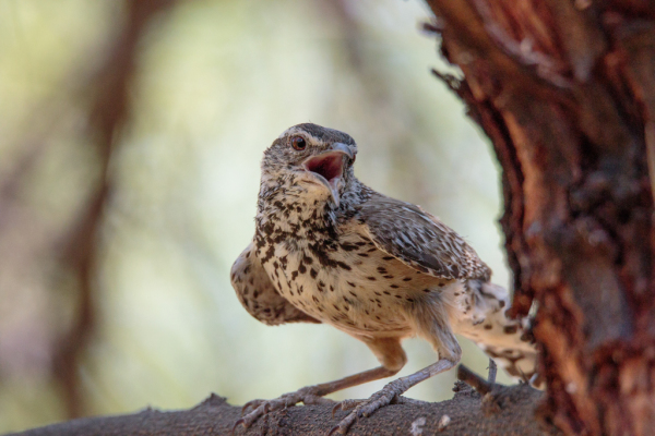 Cactus Wren