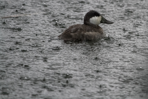 Ruddy Duck