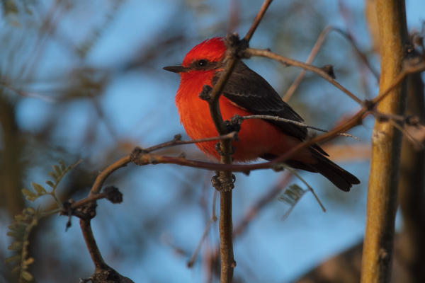 Vermilion Flycatcher