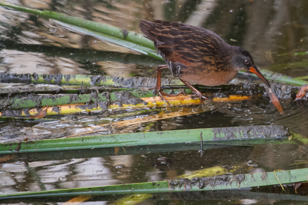 Virginia Rail