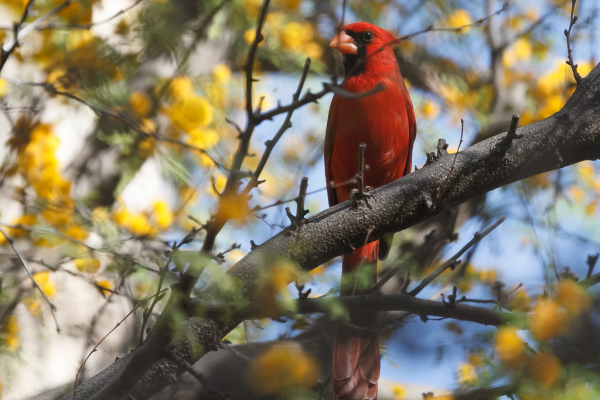 Northern Cardinal