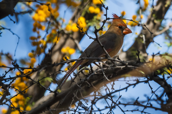 Northern Cardinal, female