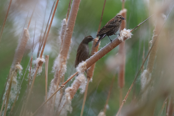 Red-winged Blackbird, females