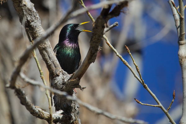 European Starling