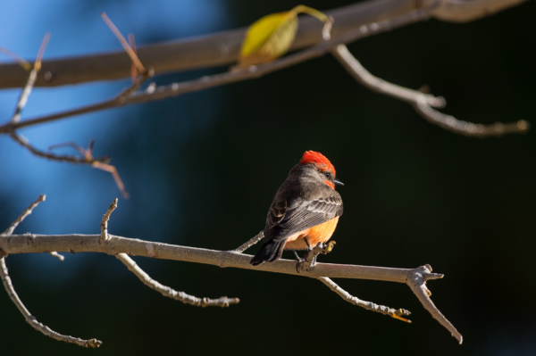 Vermilion Flycatcher