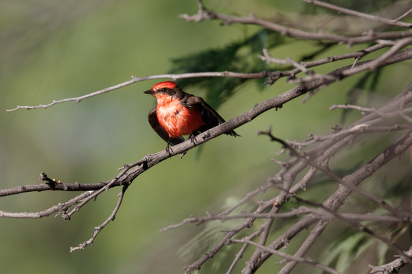 Vermilion Flycatcher