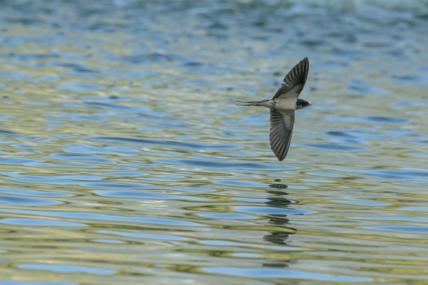 Barn Swallow