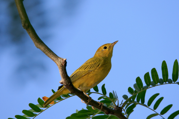 Yellow Warbler