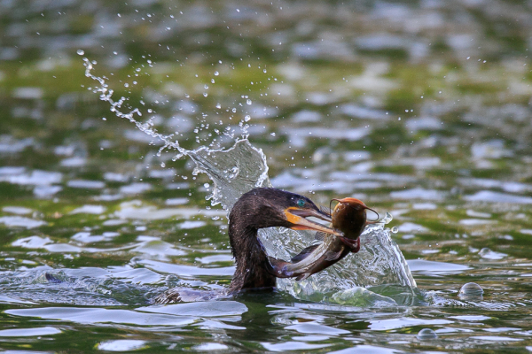 Double-crested Cormorant