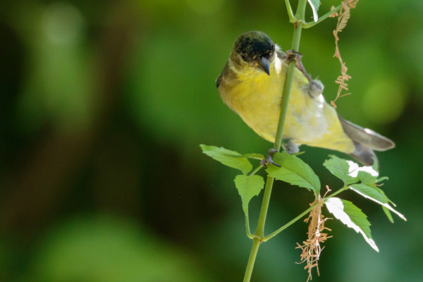 Lesser Goldfinch