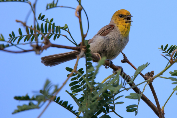 Verdin