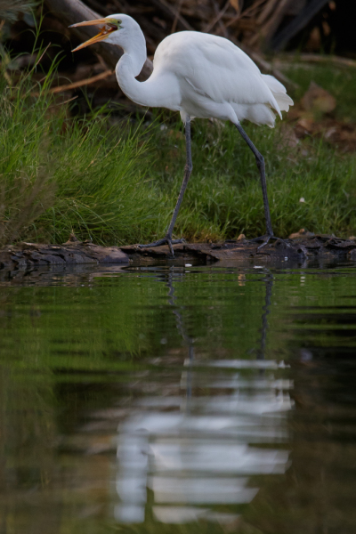 Great Heron