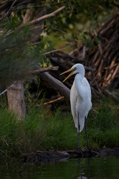 Great Heron