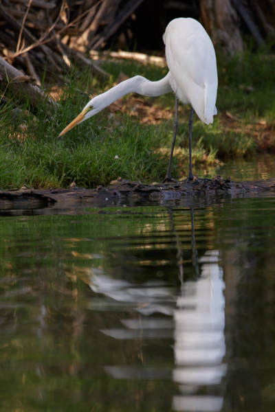 Great Heron