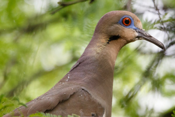 White-winged Dove