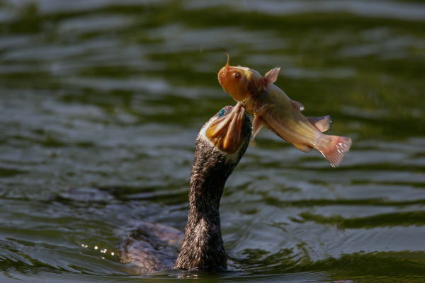 Cormorant