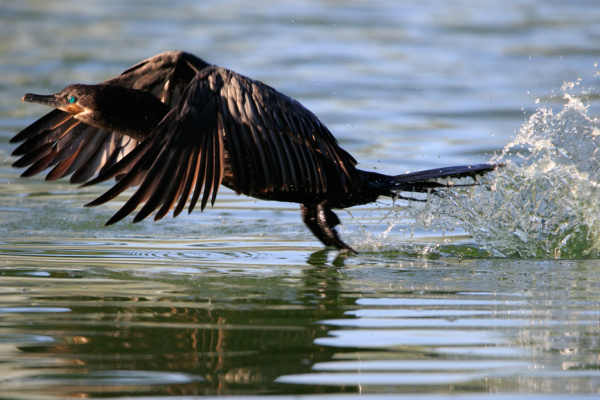 Cormorant