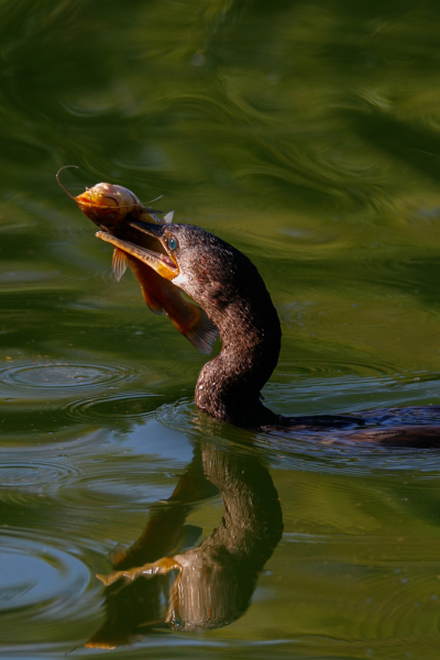 Cormorant