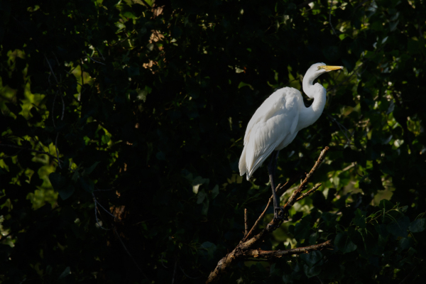 Great Heron