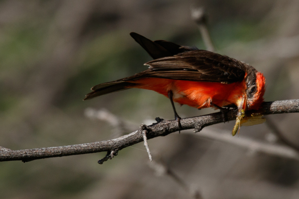 Vermilion Flycatcher with dragonfly