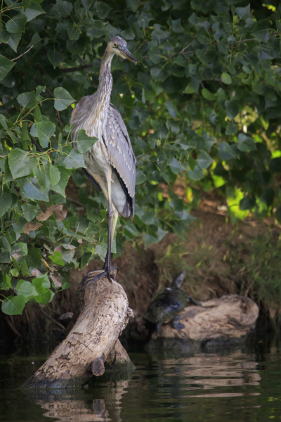 Great Blue Heron